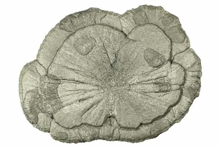 Pyrite Sun - Sparta, Illinois #315994